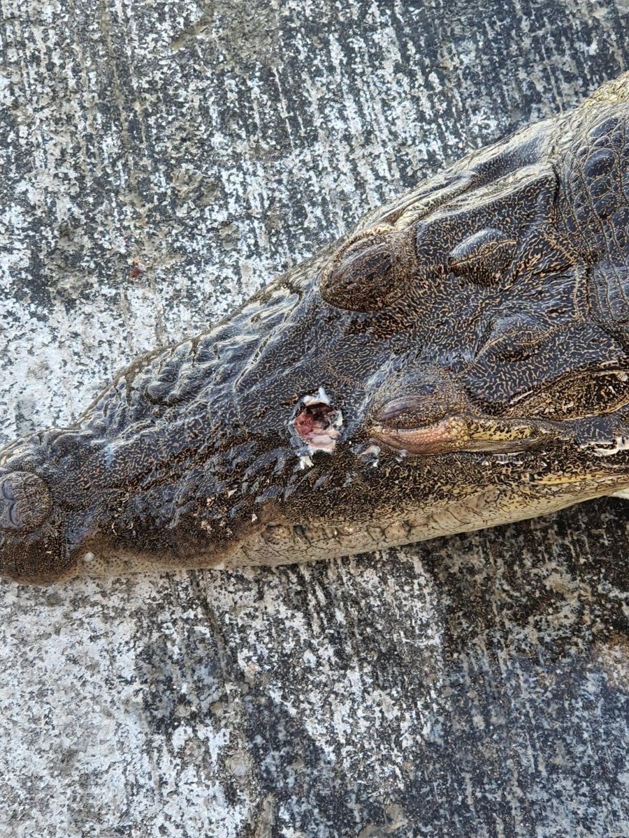 Rudel's tweet photo. Inaceptable. CONAP, DIPRONA, FISCALIA DE AMBIENTE, tienen todo nuestro apoyo para que se investigue y le caiga todo el peso de la ley a quien haya dado muerte a este ejemplar de cocodrilo. #Petén. https://t.co/IcBbZ9D0lE