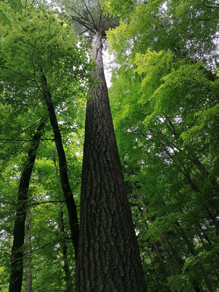 tukwa2's tweet image. Advise young generations to plant more trees, &amp;amp; they will thank us later.
#planttrees
#trees4future