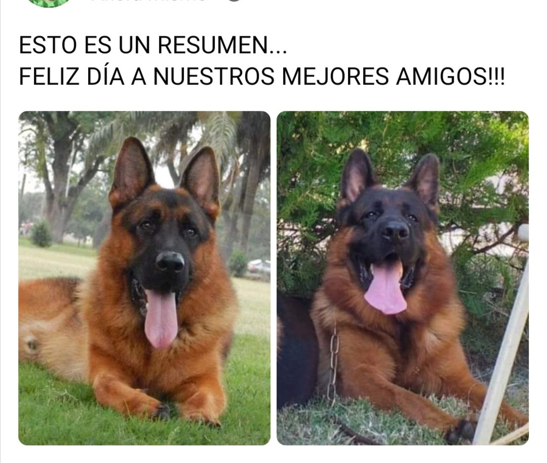 Del Sueño Dorado (@dorado1sueo) on Twitter photo 