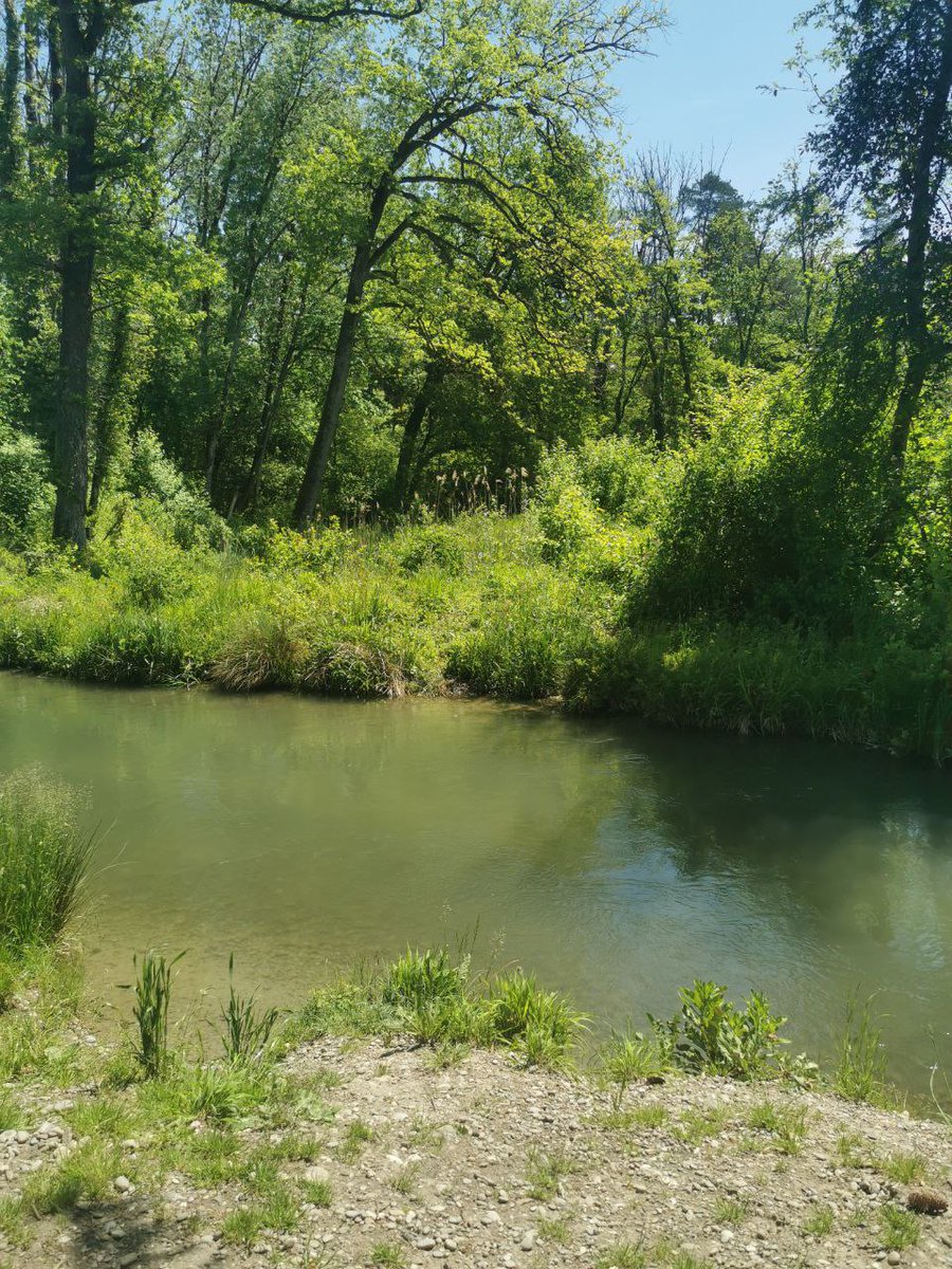 tukwa2's tweet image. Advise young generations to plant more trees, &amp;amp; they will thank us later.
#planttrees
#trees4future