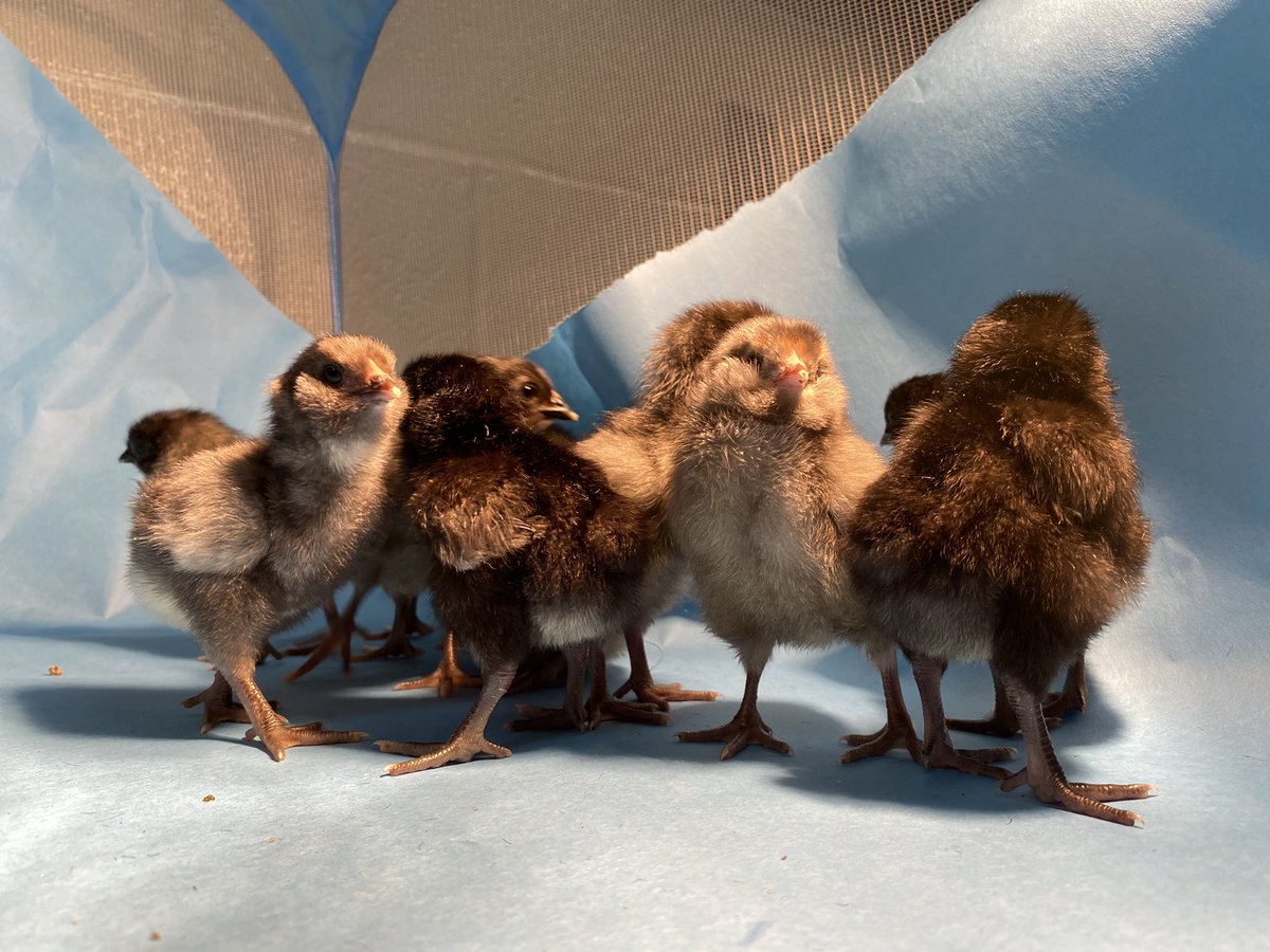 CrisFord23's tweet photo. Fun fact- I’m extremely afraid of birds. I’m growing as an individual for the kids, but that is what teaching is about- growth! Here is your daily dose of the @HumbleISD_WPE panda peeps!#WPEScience @Humble_Science https://t.co/mX908H3jma