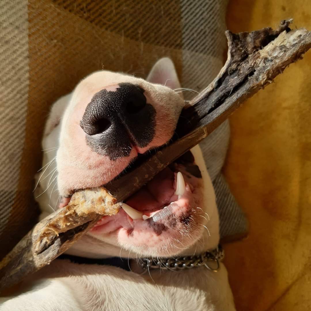 PaulMos02436367's tweet image. Happiness is Dogo and her Friday treat gawd I love this big doofus of a dog never fails to make me smile ☺ and happy 😊