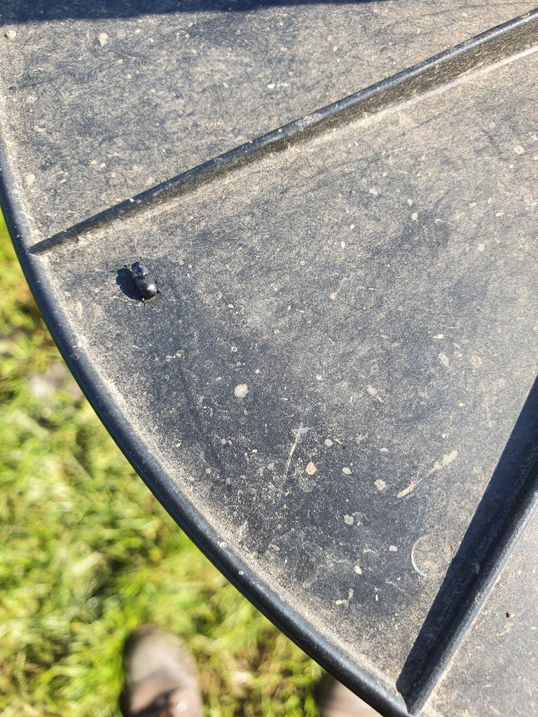 StephensonC's tweet image. Ever wondered at how dung beetles travel so far? #platemeter