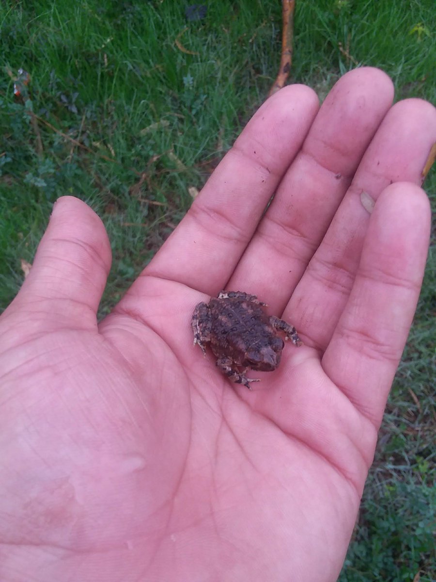 Here's a picture of a Smol frog I found to make everyone's day better :D