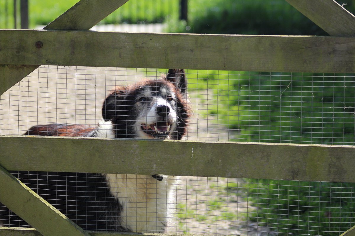 mbccdogtraining's tweet image. Happy retired farm dog watching the youngsters doing his old job.
#agriculture #farming #shepherding #sheep #workingdogs #collies