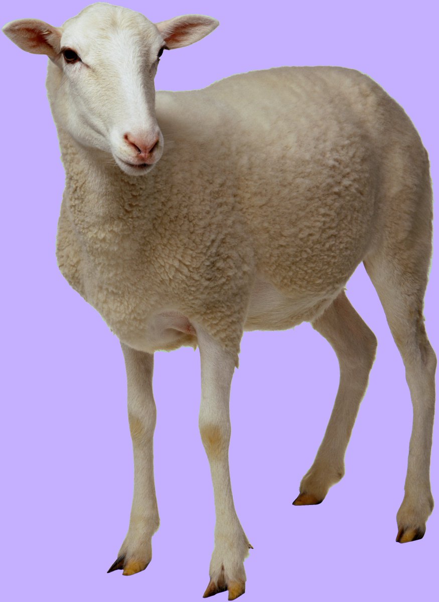 The Sheep Fund tweet media