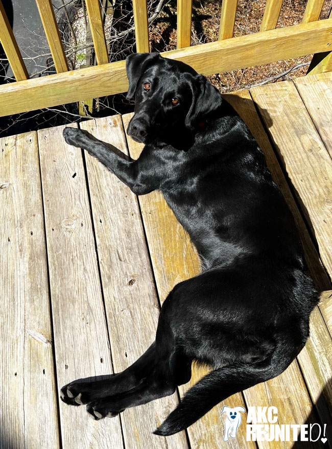 akcreunite's tweet photo. After being found more than 15 miles from her home, Zora the Labrador Retriever was safely reunited once her microchip was scanned! Read her full story here: https://t.co/gKrBSTj0UA #MicrochipsWork #akcreunited https://t.co/md7smcoWsU