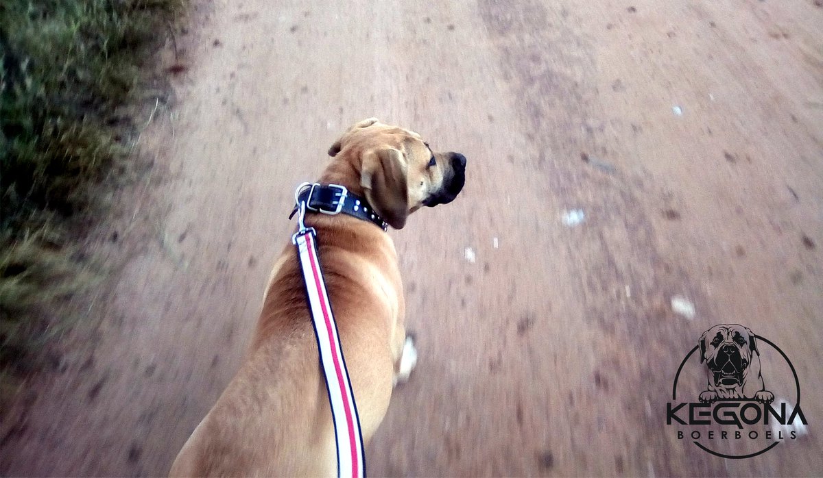 KC_Magano's tweet photo. She is my best friend...

#KegOna_Boerboels
#KC_TheDriver https://t.co/bwrhsM0ggL