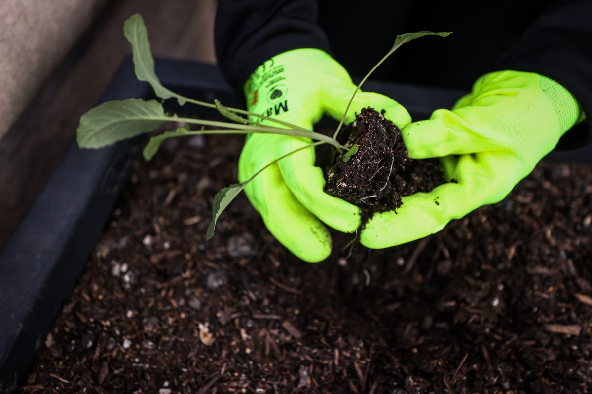 This morning we reopened the Urban Garden, powered by <a href="/DuquesneLight/">Duquesne Light Co.</a>, with a planting event led by <a href="/growpittsburgh/">Grow Pittsburgh</a>!

The garden includes a variety of vegetables and herbs handpicked by Executive Chef Tony Palatucci that will be used in recipes for Pirates players and staff.
