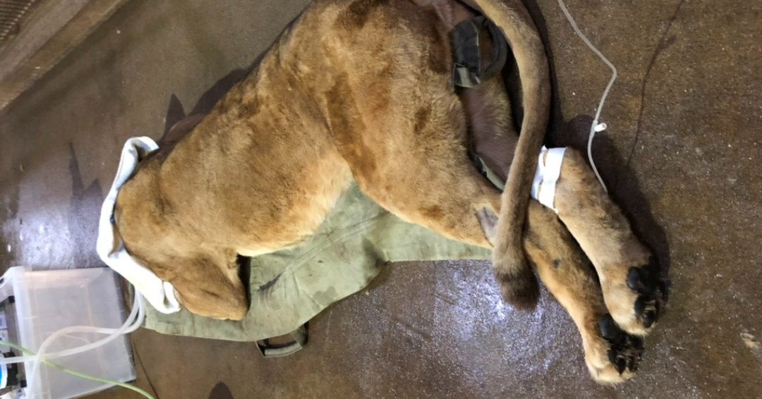 Zara the lioness presented with chronic intermittent nose bleeds- read her story here:

yourvetspecialist.org/?post_type=cas…