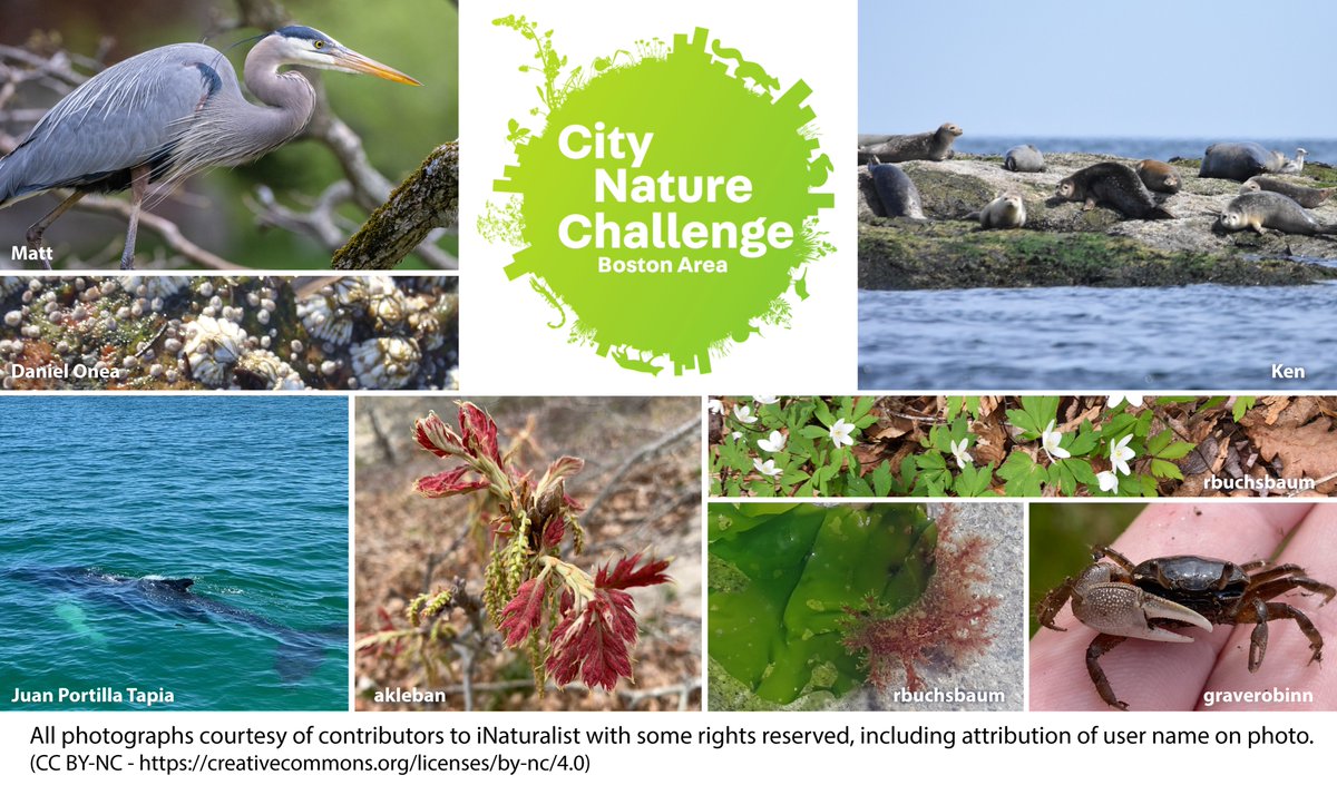 MassCZM's tweet photo. Today is the start of the Boston Area #CityNatureChallenge! Animals, plants, fungi, insects, and other invertebrates—oh my! https://t.co/XmVI66plBl