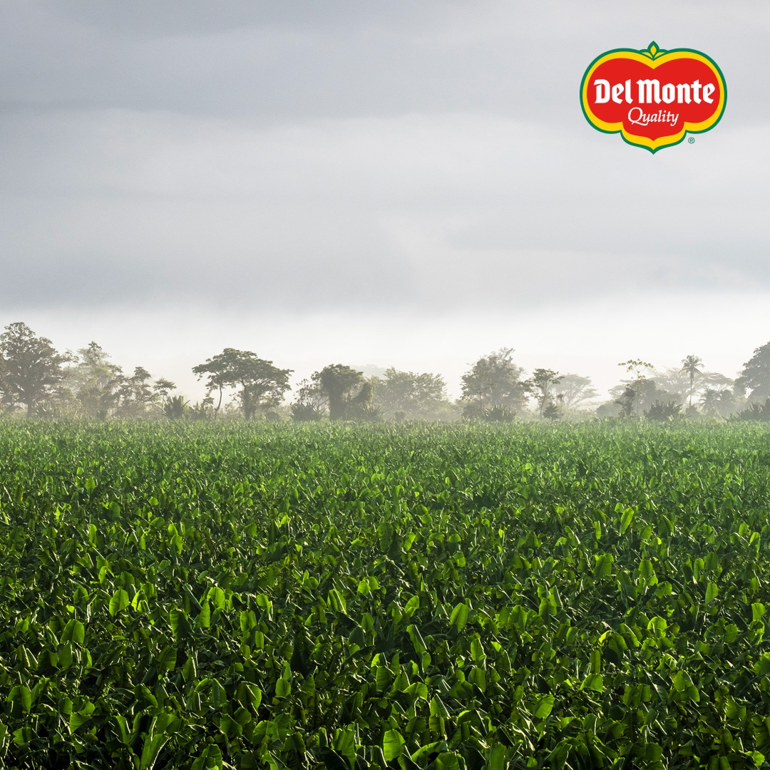 Fresh Del Monte Produce strives to create a new system where agricultural production and biodiversity are both working together and thriving together. 

bit.ly/3cwTZrC

#DelMonteFreshProduce #Sustainability #ProtectingOurPlanet #WorkTogether #ThriveTogether