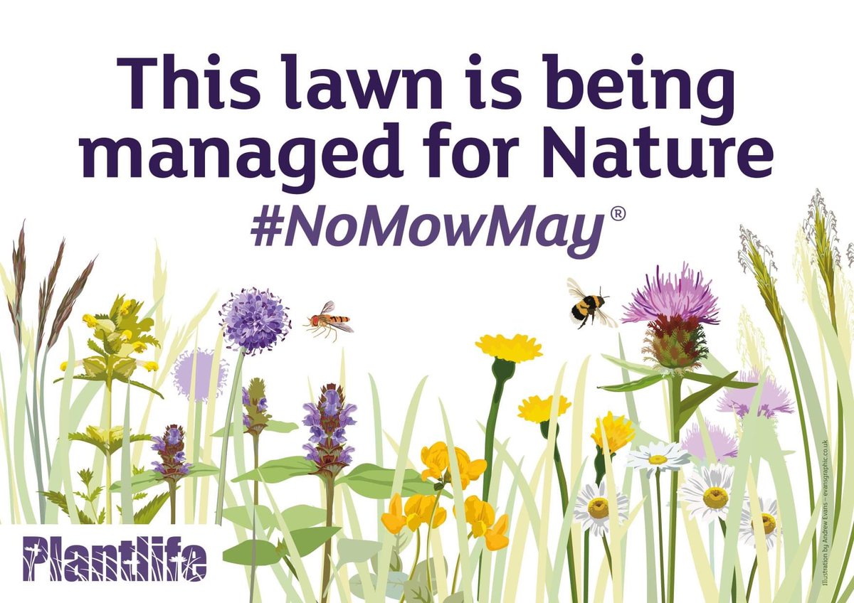 ConservationNFS's tweet photo. Tomorrow is the 1st May and the start of #NoMowMay! Put your feet up for a month and leave the lawn to the insects! Happy bank holiday weekend. 🐝 🦋 😊 https://t.co/HkpWooUP9R