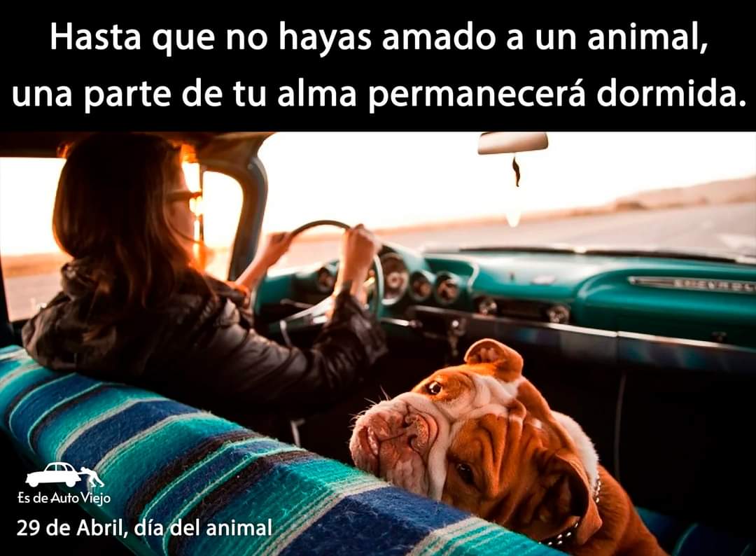 EsDeAutoViejo's tweet photo. #DiaDelAnimal https://t.co/r0sZN2JSyQ
