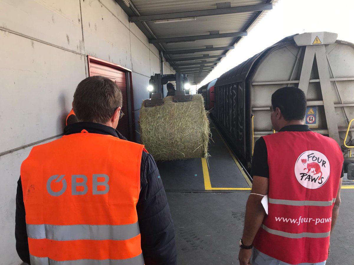 FOURPAWSUSA's tweet photo. #FoodForAnimals in #Ukraine 🇺🇦 The food is on its way! Soon the animals in #KyivZoo and many other zoos in Ukraine will receive 20 tons of food as a result of FOUR PAWS and the transport cooperation with the wonderful Austrian Federal Railways @unsereOEBB. https://t.co/R1Y77AVTch