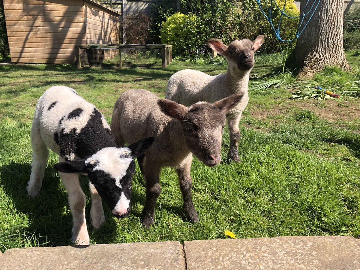 Children are delighted to have four new visitors to our school. The bottle lambs will be staying for a few weeks and are making themselves at home.