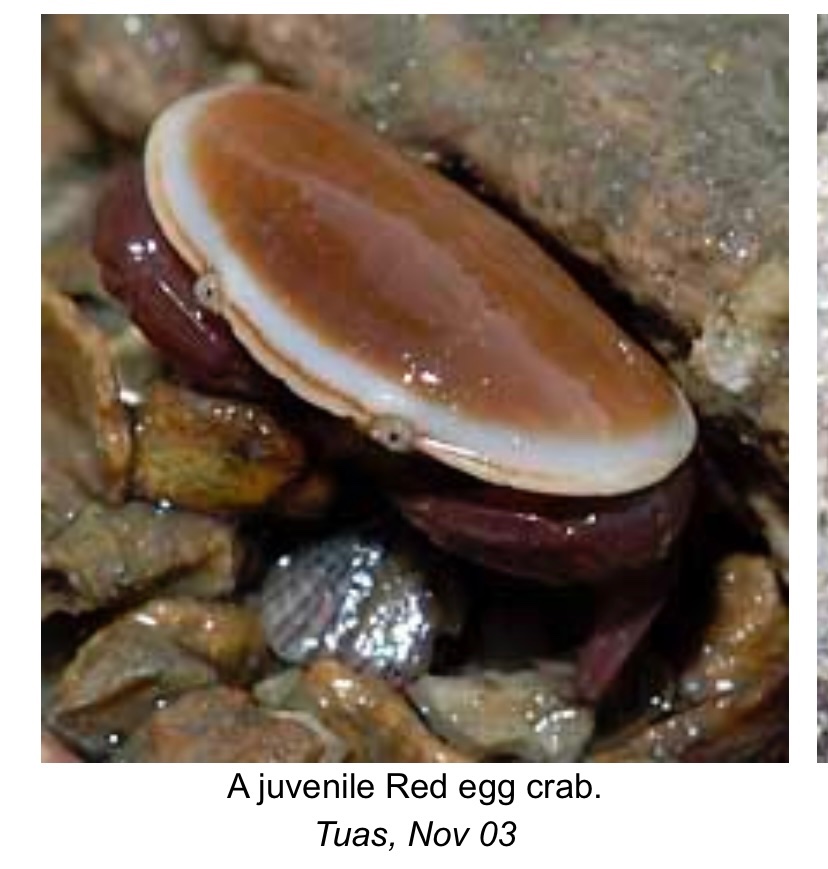 AaronABCP's tweet photo. Good morning to pancake crab and only pancake crab. https://t.co/m3EgEnFxYM