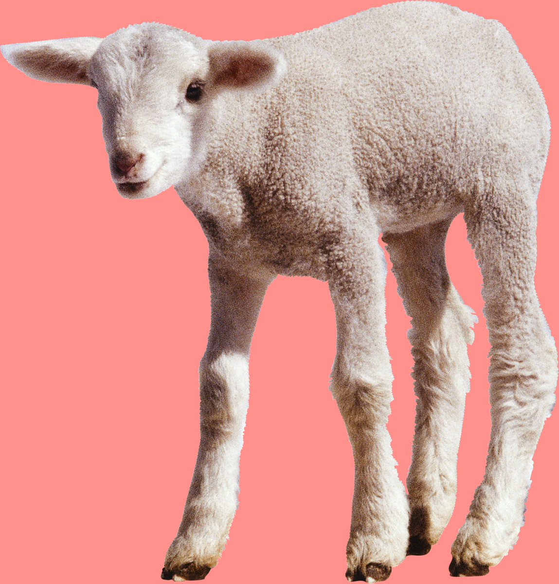 The Sheep Fund tweet media