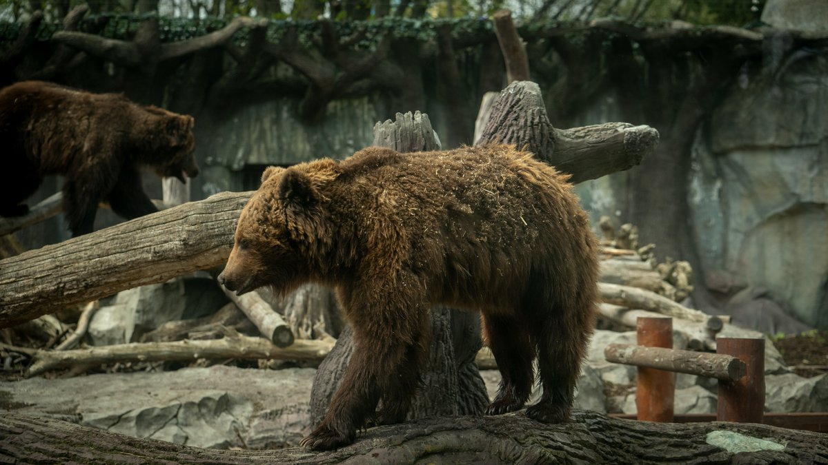 FOURPAWSUSA's tweet photo. Please read this touching message from #KyivZoo & consider supporting our work with a donation: https://t.co/F9BlLJu4SL
#AnimalsInUkraine https://t.co/8rsG0K1ZeS