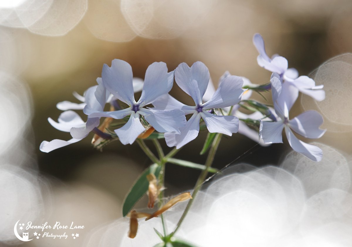 Wild Blue Phlox 💙🙂 Got some pretty bokeh due to some water in the background that had sunlight reflecting off it. No filters or special lenses used. #WV #WVwildflowers #wildflowers #spring #SpringInWV @ThePhotoHour