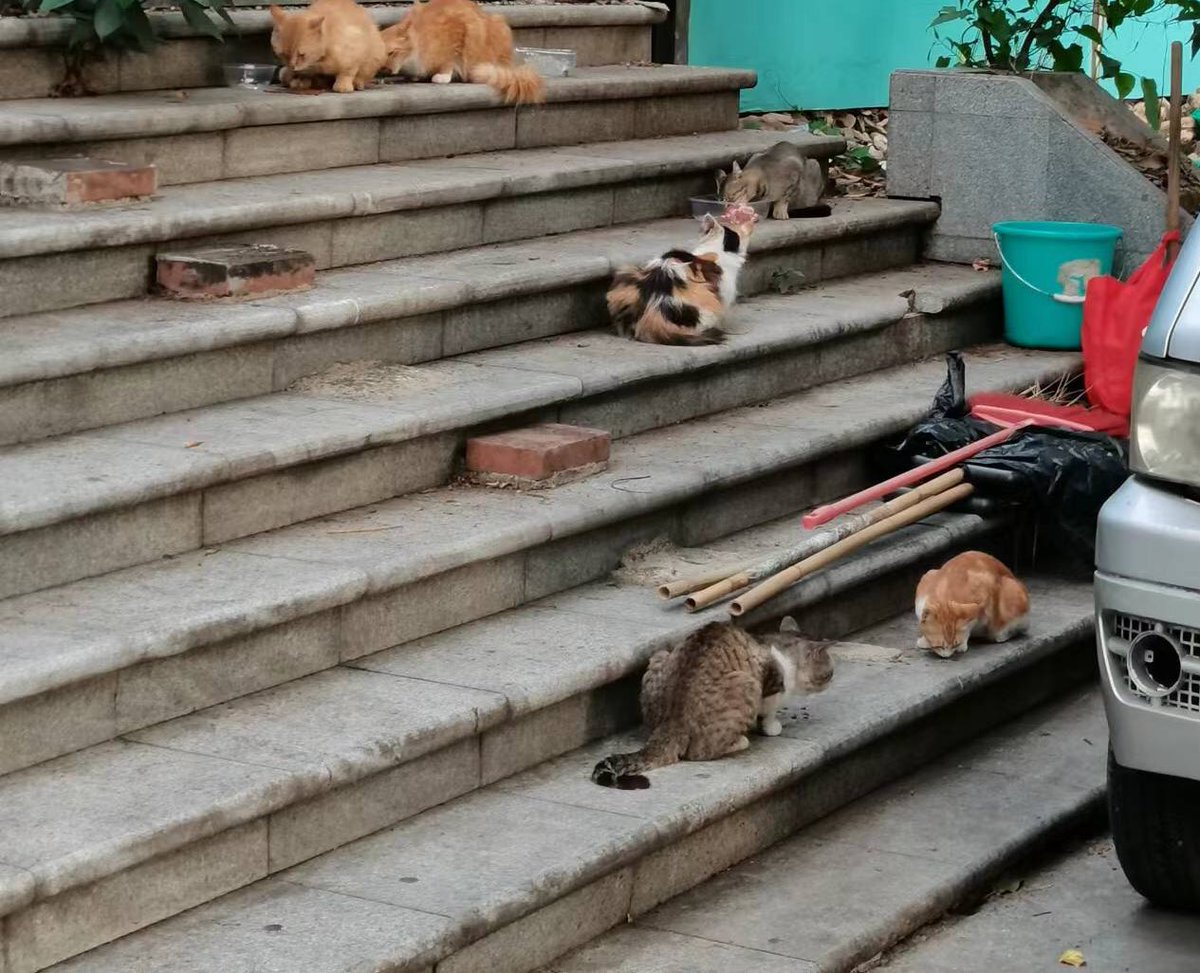cats on campus