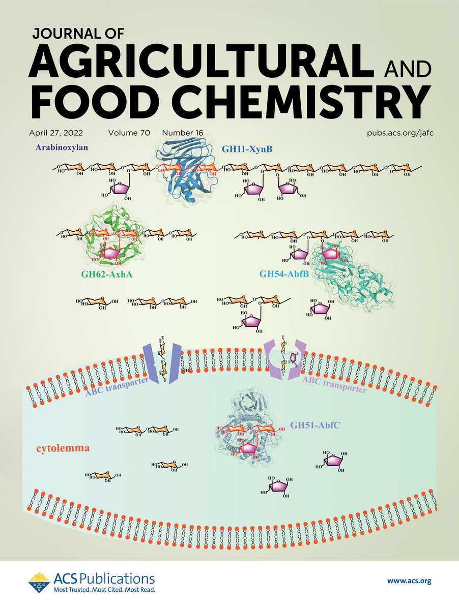 JAgFoodChem's tweet image. A schematic representation of the proposed hypothesis of the #hydrolytic action and synergistic modes between XynB and three Abfs from A. niger An76 on arabinoxylan is shown in this #JAFC Supplementary Cover. Read the article at go.acs.org/112
