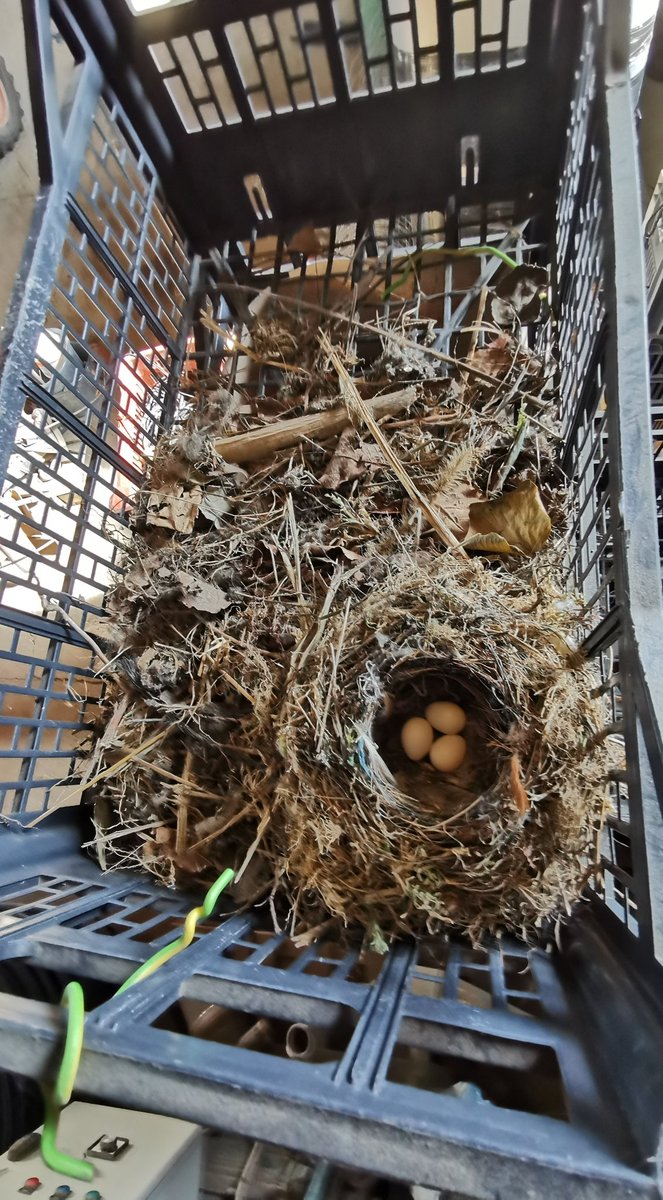 RIGAUDJD's tweet photo. A croire que nos gîtes 5 étoiles ne leurs conviennent pas 😅.
Ils préfèrent les caisses dans le hangar 😍.

#jefaismonnidoujeveux

#biodiversité
#vergersecoresponsables
#cofruidoc https://t.co/7o02voMxmN