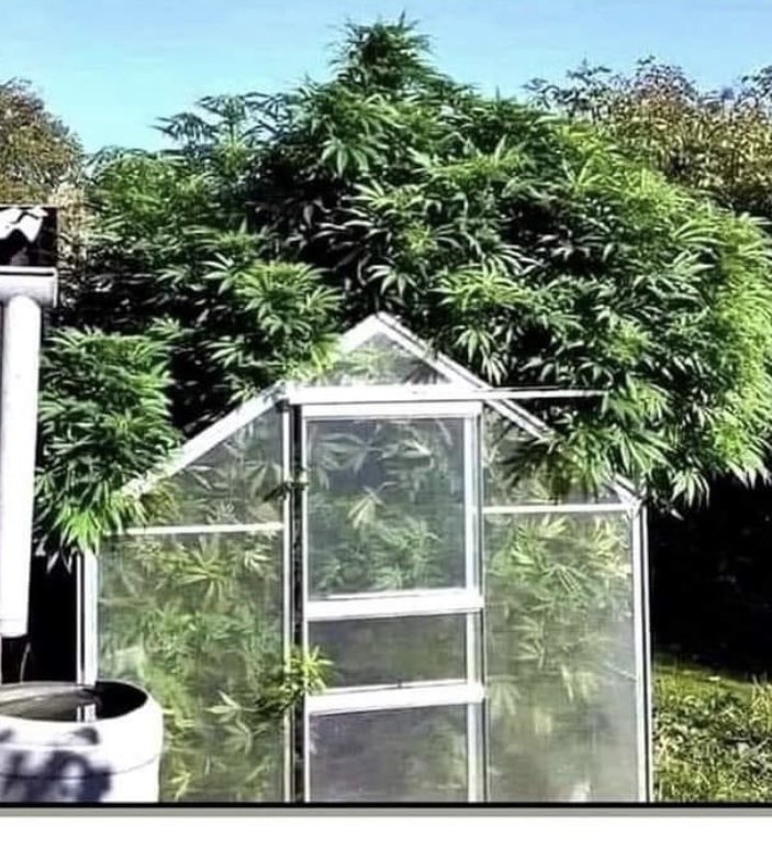 Ruth_A_Buzzi's tweet image. Nobody writes better songs. Nobody sings better. Nobody’s better on acoustic guitar. But almost everyone has better luck growing tomatoes than my old friend.    Happy birthday, Willie Nelson!