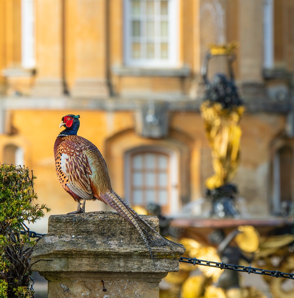 I think this little guy has picked the best seat in the house to watch our Jousting Tournament! 

Get ready for some thrills (and even some spills) as we transport you back to the Middle Ages this weekend... blenheimpalace.com/whats-on/event…

#horses #jousting #show