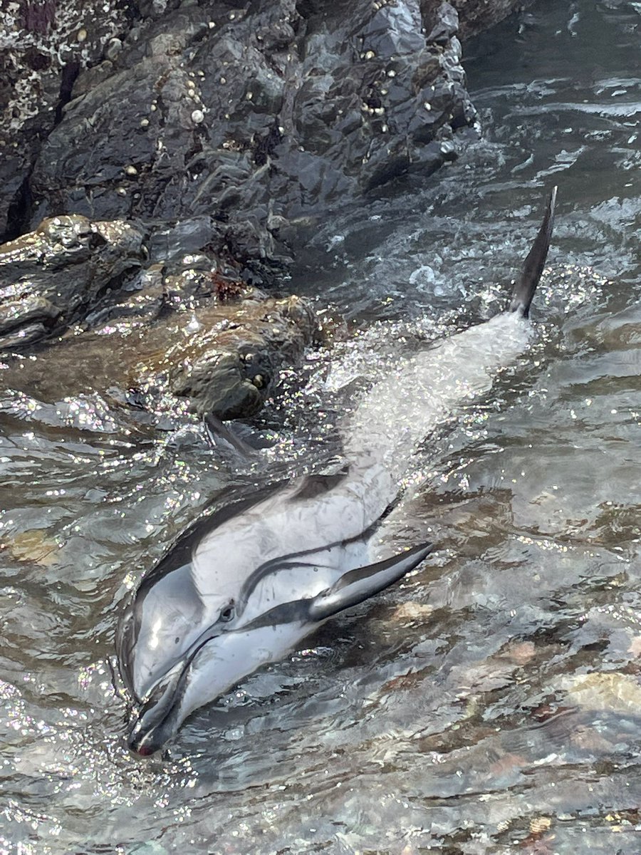 Team paged 12:15 to a dolphin washed up at Caerthillian Cove, Lizard.
The team provided location, injuries and pictures to the <a href="/BDMLR/">BDMLR</a> who  attended. 
Sadly the dolphin was too injured and malnourished to survive and a vet a was called to put the animal out of its suffering.