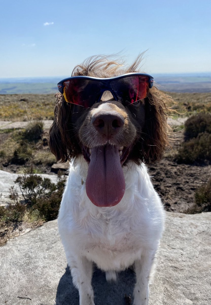 SpanielNorthern tweet picture