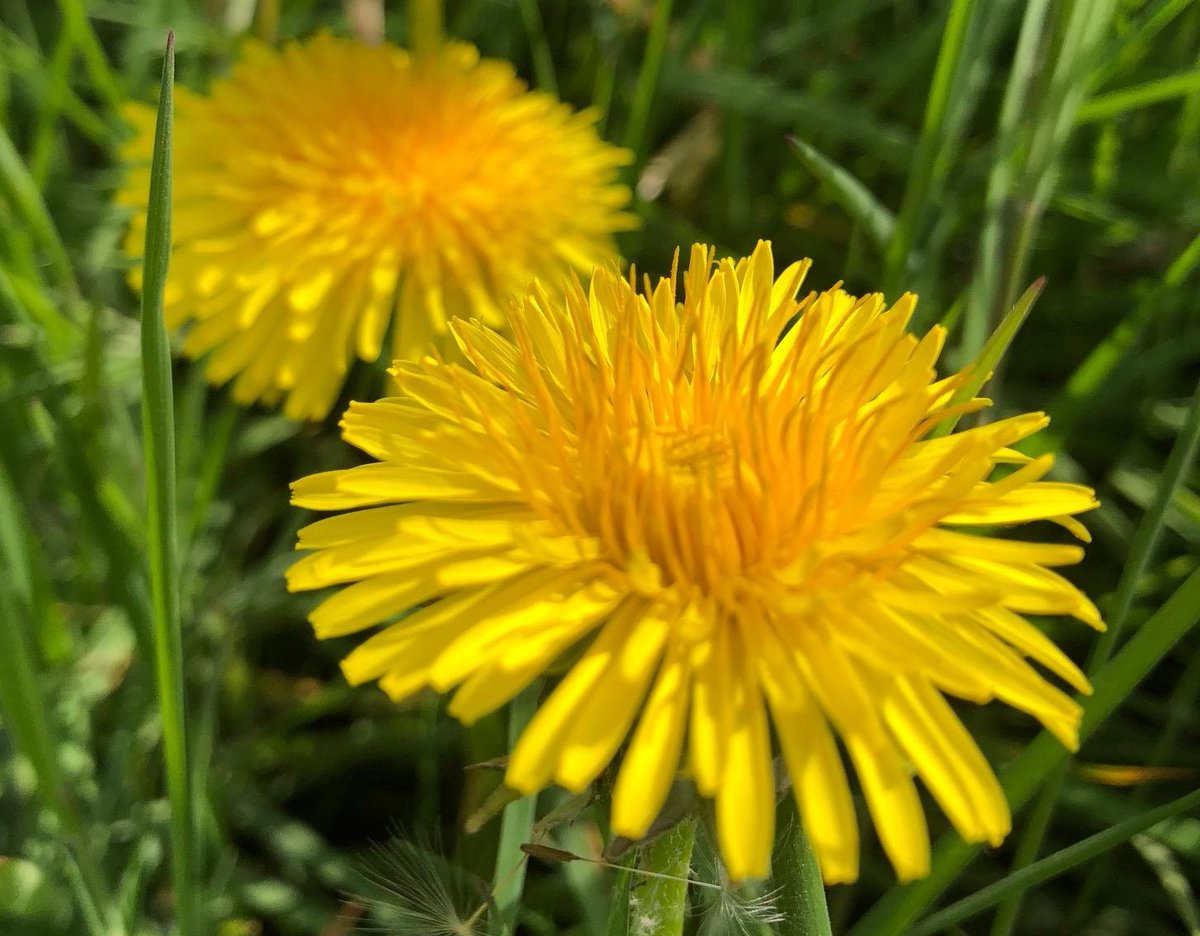 Wicklow County Council is trialling reduced mowing regimes and new chemical free techniques at weed control. Further details ow.ly/37py50IVzSM #Wicklow #YourCouncil <a href="/PollinatorPlan/">All-Ireland Pollinator Plan</a>