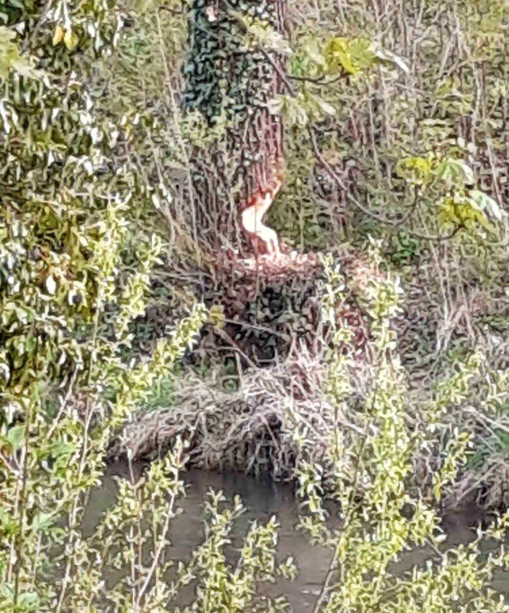 chstummvoll's tweet photo. Hier arbeitet 1 ambitionierter #Biber - #damitmehrweitergeht Ich glaube der träumt von seinem neuen, riesigen Biberbau. 🙂
#TeamBiber #Natur https://t.co/2IMBgUtt99