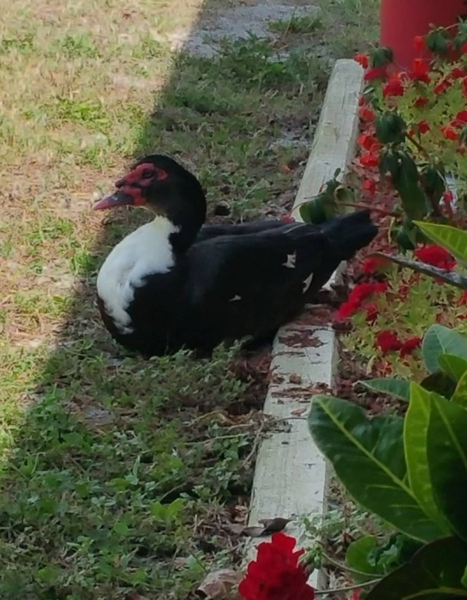 Ac2Sheri's tweet image. Found this duck sitting pretty by my garden 😊
