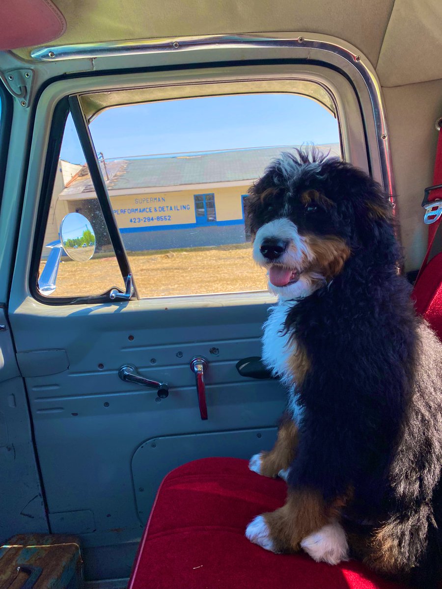 Guess who got to ride in the F100 with dad today! Anyone else like takin car ride pics? #f100 #dogs #model #cartrip