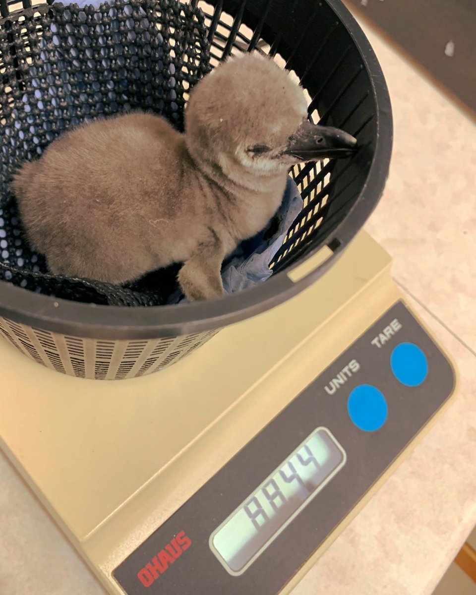 🐣 It's that time of year again...Birdworld Babies! 🐣 This tiny Humboldt Penguin chick hatched at Birdworld last week and is currently being cared for by the Aviculture Team. 📷 Natalie, Aviculture Team Lead