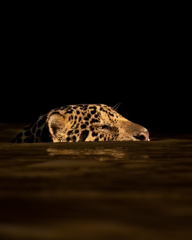 Nothing can compare to a powerful Jaguar 💪🏼