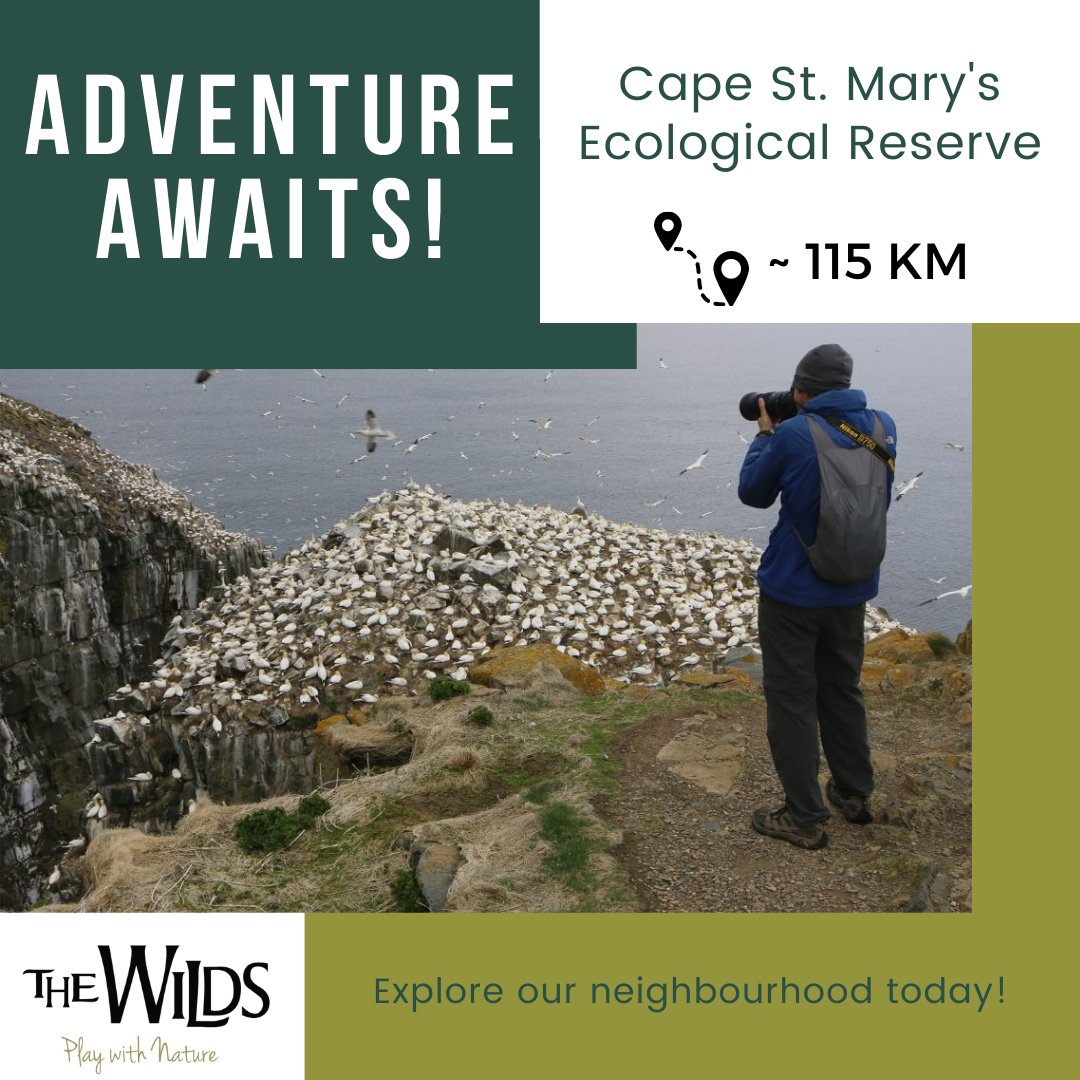 Come and stay at The Wilds and see what our neighbourhood has to offer!

Cape St. Mary's Ecological Reserve is one of many amenities close to our resort. It's the perfect destination for a family adventure! 🐣 

For more information, visit our website! The link is in our bio.