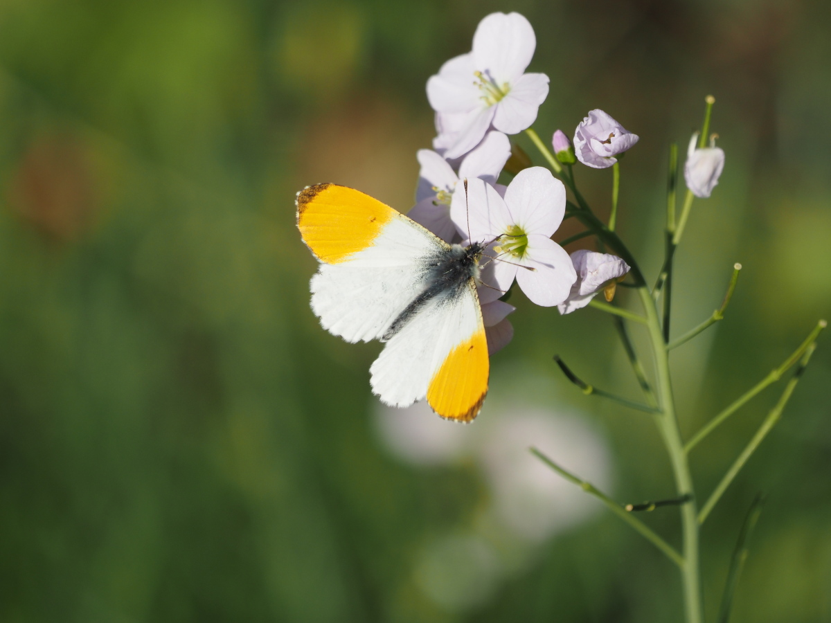 DariusStiels's tweet photo. Sometimes #Biodiversity is so predictable: Cuckoo Flowers (Cardamine pratensis) in our #garden attract Orange Tips (Anthocharis cardamines). | #Biodiversität ist manchmal so vorhersehbar: Wiesenschaumkraut im #Garten lockt Aurorafalter an. 😉🌸🦋
#Lepidoptera #BioticInteraction https://t.co/8STIPTrMUZ