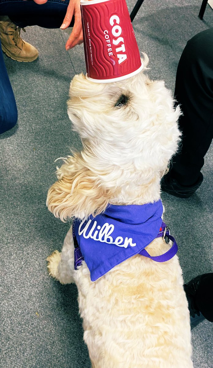 OamSend's tweet photo. It was thirsty work for Wilber today as he enjoyed his doggy’cino treat! #TeamMayfield https://t.co/FUoMxeu1nz