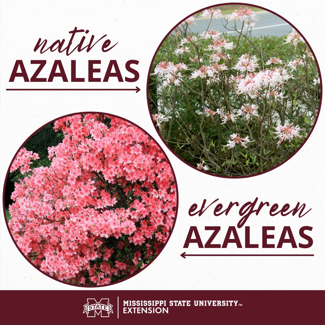 susan_csmith's tweet image. What's the difference? Find out on the #ExtensionforRealLife blog: bit.ly/3vVZTKM 

#MSUext #GrowWithExtension