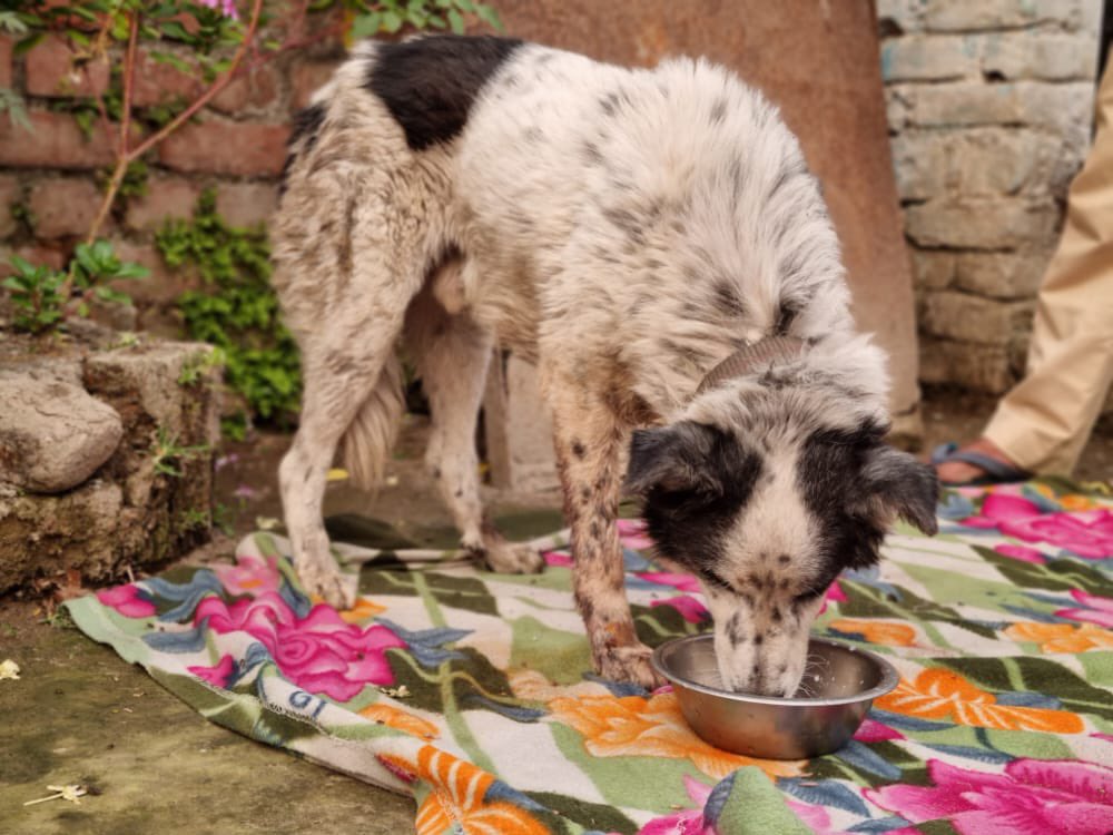 GuardiansVoice's tweet image. Dabu&apos;s rescue story ! 

Complete story and video (Facebook):

fb.watch/cHOYK8gcho/

Complete story and video (Instagram):

instagram.com/tv/Cc8H_i4jLFp…