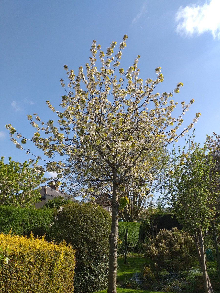 #BlossomWatch one of my cherry trees here in #Ilkley