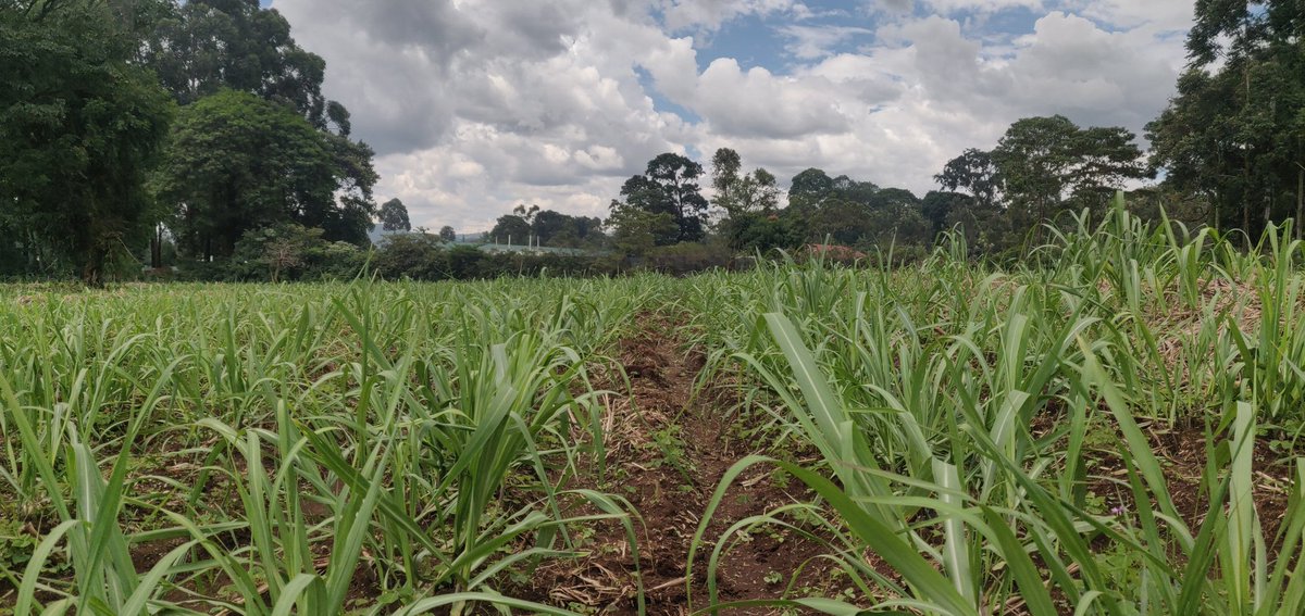 Cathy Cole Ltd tweet media