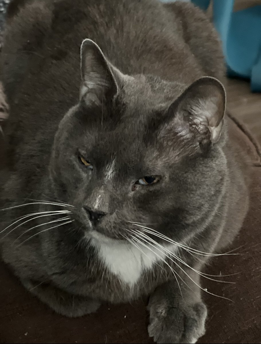 kirby_mtg's tweet photo. Well, today’s the day we have to put our first family pet down. Nimbus made his way into our lives when my wife and I were picking up supplies for the dog we were getting, and it was cat adoption day. https://t.co/CsLwVMv5oj