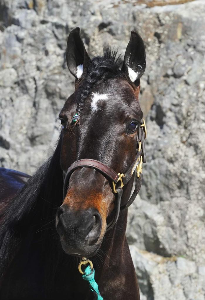 🥇Mercenary var ensam på målfotot vid dagens imponerande seger på Solvalla. 1.12,8/2140a stannade klockan på, sköter gör Jakob Asplund och ägare är Charlie Hedstad och Fam Schenning.👍🥂