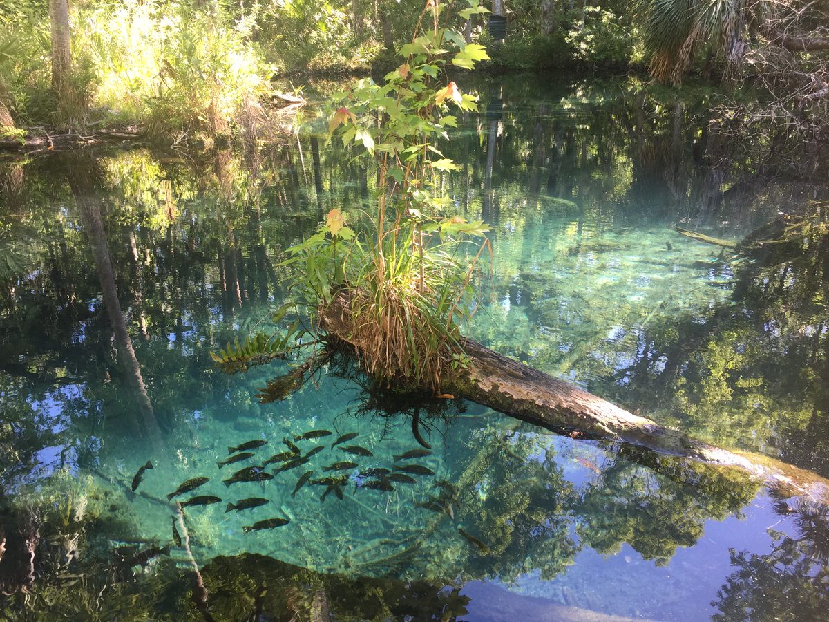 MyFWC's tweet photo. Find Florida’s secret spots! Play #FLWildQuest scavenger hunt on six Wildlife Management Areas across the state this weekend! #WMAzing https://t.co/B3bwtC2V9s https://t.co/4v6cQbN0LD