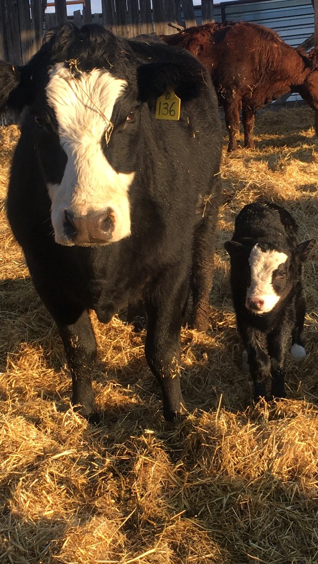 4AgForLife's tweet photo. Our #FarmBabies22 photo contest is a fun way to welcome spring on the farm &amp; celebrate the countless hours of work that farmers &amp; farm families spend caring for their new farm baby animals! Submit your photos for a chance to win!
https://t.co/LrHx02veKS

📸 by @Benedictbeef https://t.co/uI7WUg7Xg3