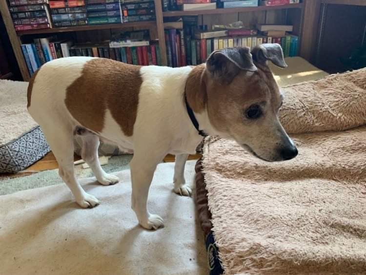 So Katie who I just posted about yesterday is #outtathestinkinshelter I still cannot understand the dumping  a 15 YO with medical issues!  She has severe dental disease, she's blind &amp; has lots of lumps in her body.  

However long she has, we'll make sure she's loved.