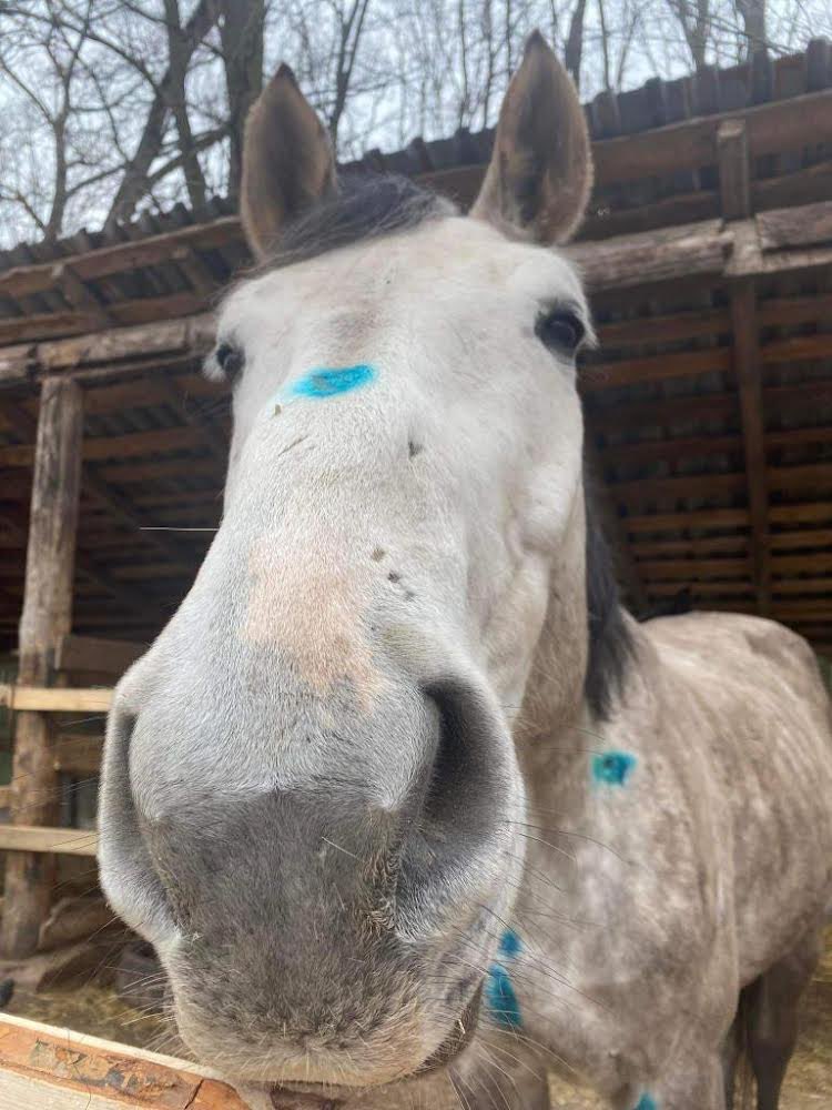 Forgotten Animals tweet media